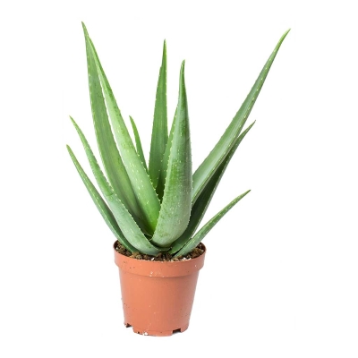 Aloe Plant – buy online 01908 611082