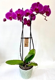 Orchid & Pot