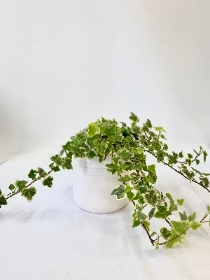 Ivy Plant & Pot