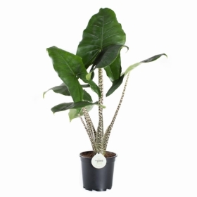 Alocasia zebrina