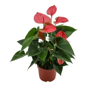 Anthurium Plant