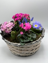 Mixed Plantd Basket