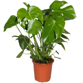 Monstera Plant