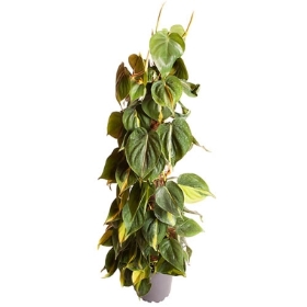 Philodendron Scandens