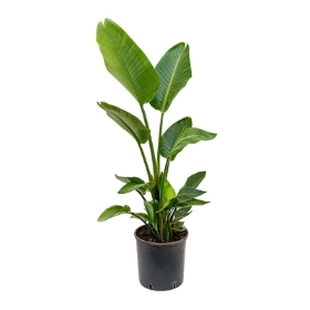 Strelitza Plant